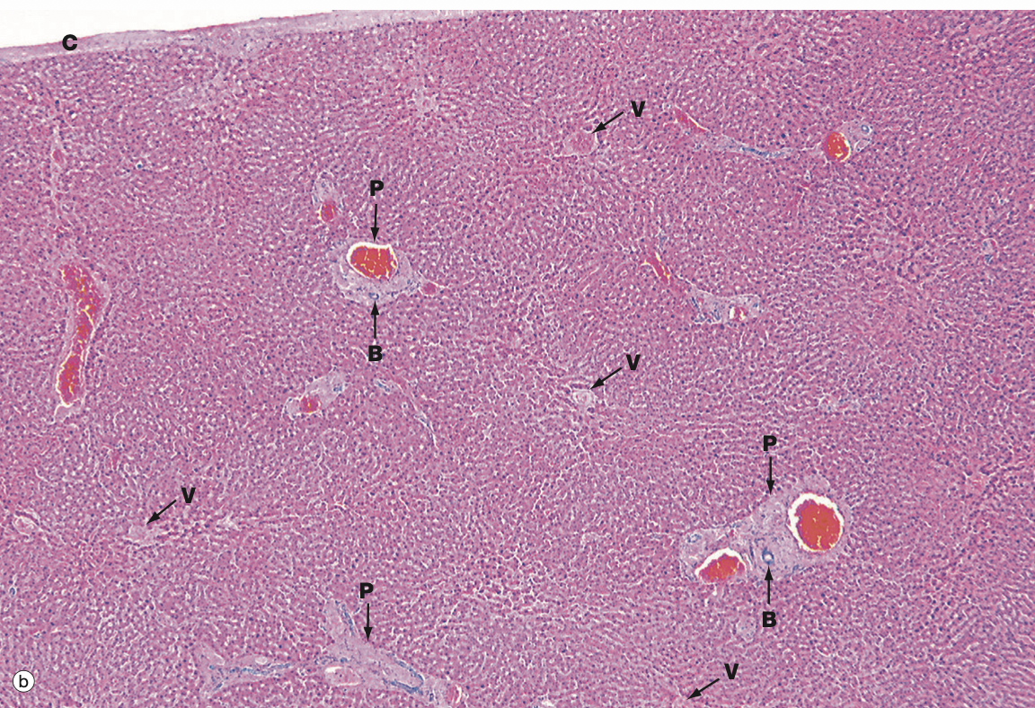 <p>Identify the Organ and Structures?</p>