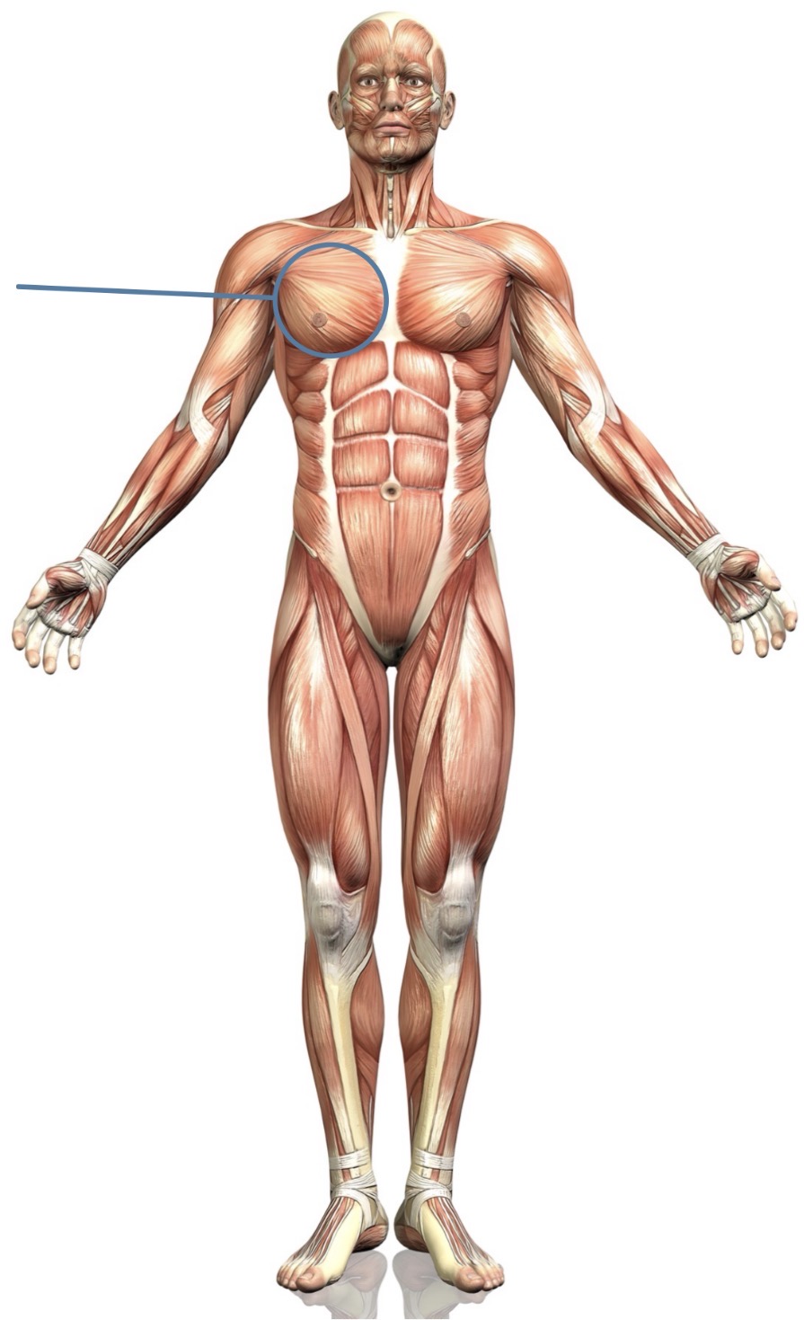 <p><strong>Name the following muscle</strong></p>