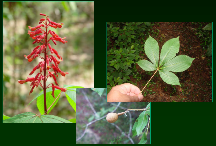 <p>•</p><p>Hippocastanaceae</p><p>•</p><p>Seldom over 20’ tall</p><p>•</p><p>Key Characters:</p><p>•</p><p>Opposite leaves</p><p>•</p><p>Palmately compound leaves (5 leaflets)</p><p>•</p><p>Red flowers in terminal racemes</p>