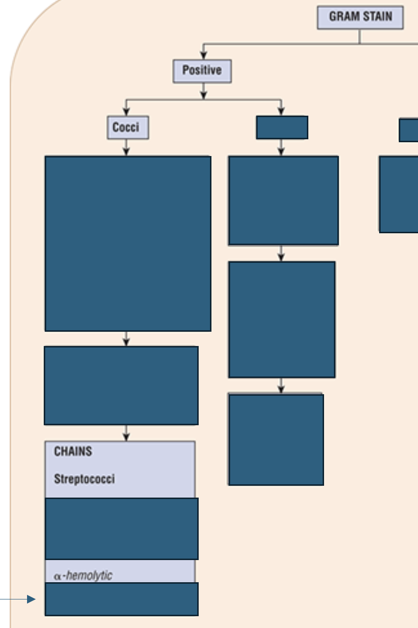 <p>Which Streptococci are alpha-hemolytic?</p>