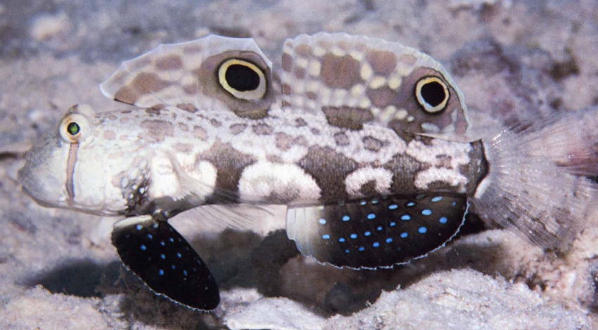 <p>stripe through real eye to disguise it (tropical goby)</p>