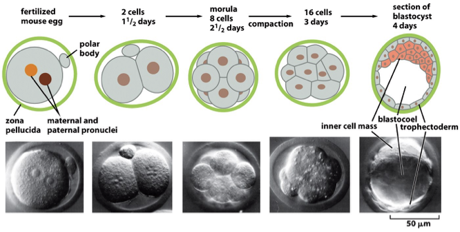 <p>fertilized egg → 2 cells (1.5 days) → morula 8 cells (2.5 days) → 16 cells (3 days) → blastula: section of blastocyst (4 days)</p><ul><li><p><u>blastula:</u></p><ul><li><p>inner cell mass → every tissue/germ layer</p></li><li><p>blastocoel</p></li><li><p>trophectoderm → becomes placenta</p></li></ul></li></ul><p></p>
