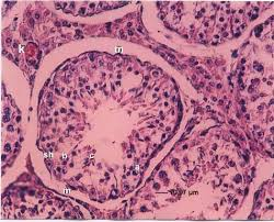 <p>Cylindrical structures within the endoplasmic reticulum that transport materials and are involved in various cellular processes. </p>