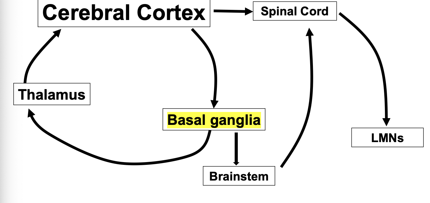 <ul><li><p>basal ganglia deals with challenging motor functions </p></li><li><p>basal ganglia has no direct output to LMNs </p></li></ul><p></p>