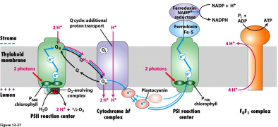<p>Light reactions of photosynthesis?</p>