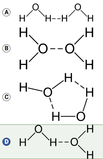 <p>Water molecules are polar covalent molecules. There is a partial negative charge near the oxygen atom and partial positive charges near the hydrogen atoms due to the uneven distribution of electrons between the atoms, which results in the formation of hydrogen bonds between water molecules. The polarity of water molecules contributes to many properties of water that are important for biological processes.</p><p class="stem_paragraph">Which of the following models best demonstrates the arrangement of hydrogen bonds between adjacent water molecules?</p>