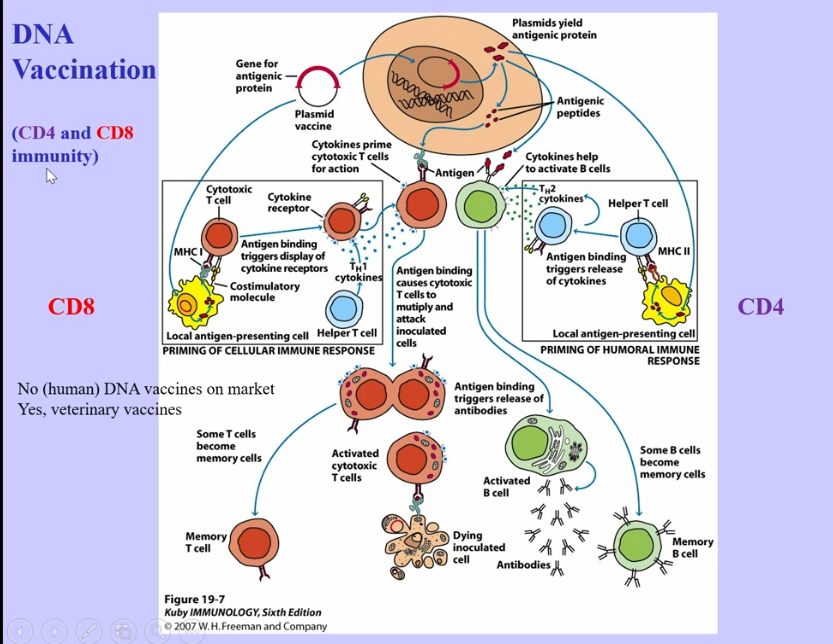 <ul><li><p>should be effective, because DNA will go through the central dogma</p></li><li><p>should induce CD4 and CD8 immunity </p></li><li><p>haven’t proven effective → potentially DNA enters into our genome and interrupts function of important genes, making it too dangerous to use </p></li></ul><p></p>