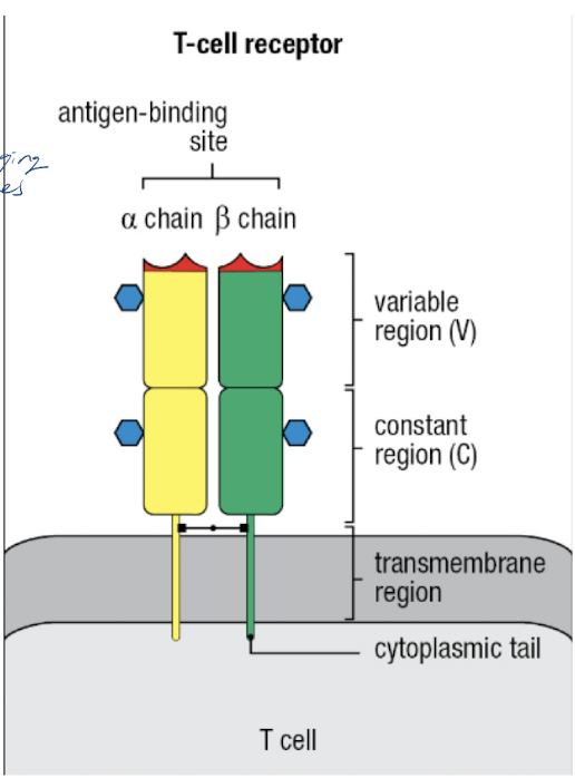 <p><u>Antigen receptor</u></p><ul><li><p>Alpha and beta chains</p></li><li><p>variable and constant region</p></li><li><p>similar to Ab</p></li></ul><p><u>CD3 glycoprotein</u></p><ul><li><p>intracellular signaling → tell nucleus to turn on gene expression when T-cell activated</p></li></ul><p></p>