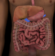 <p>located behind the stomach and runs from the inner curve of the duodenum to the vicinity of the spleen, acinar cells secrete pancreatic juice</p>