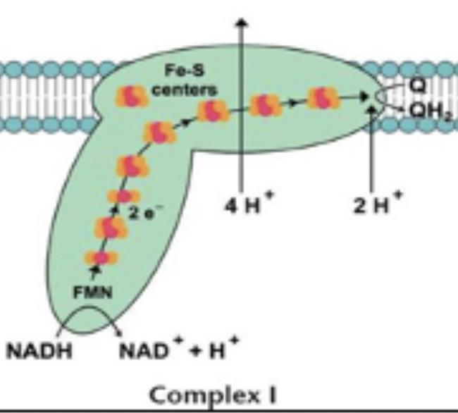 <p>e- from NADH to CoQH2; pumps 4 protons</p>