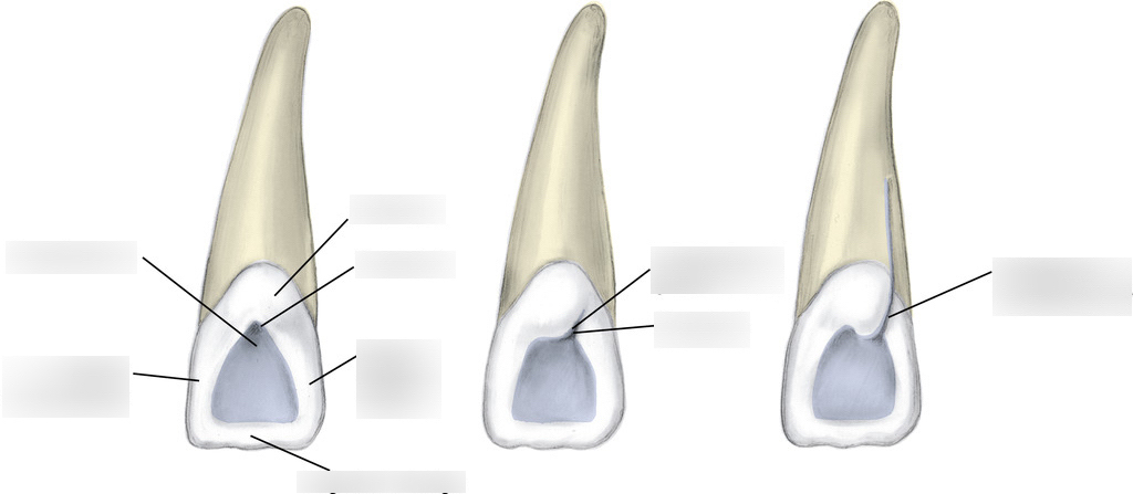 <p>Define the teeth landmark terminology: lingual groove</p>