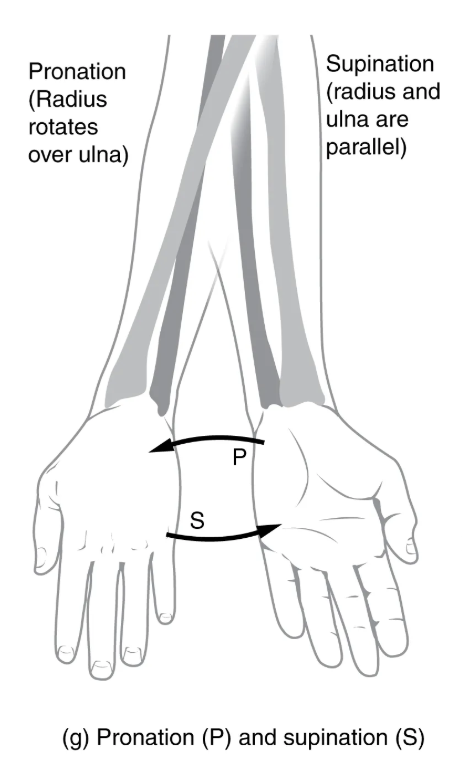 <p>forearm motion that moves the palm of the hand from the palm backward to the palm forward position</p>
