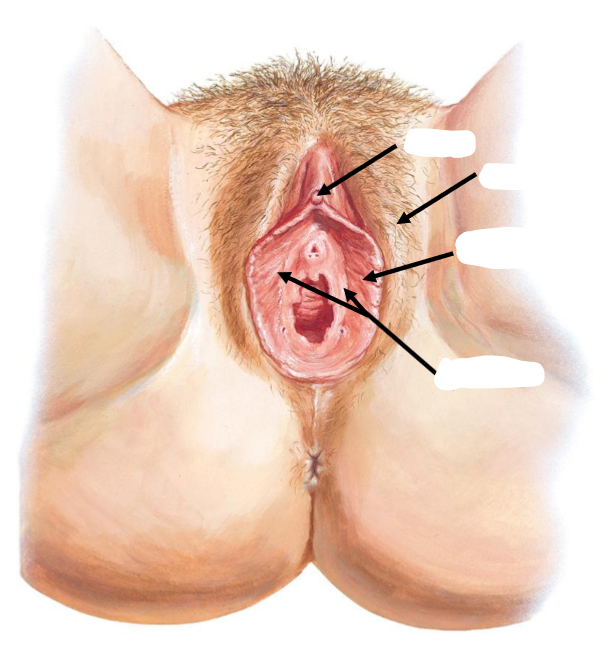 <p>Label the following diagram of the <strong>vulv@</strong></p>