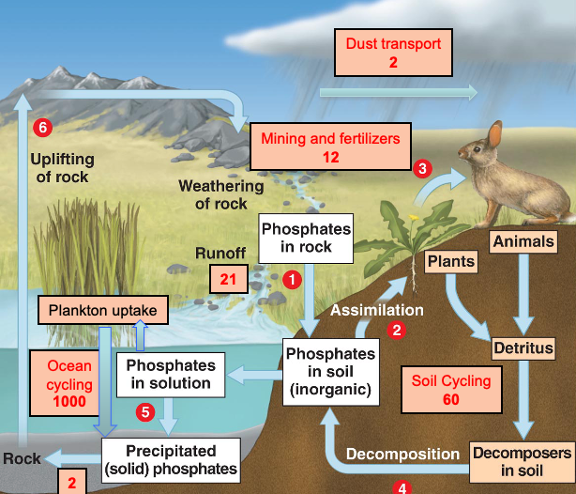 <p>Phosphorous cycle: the slow cycle:</p>