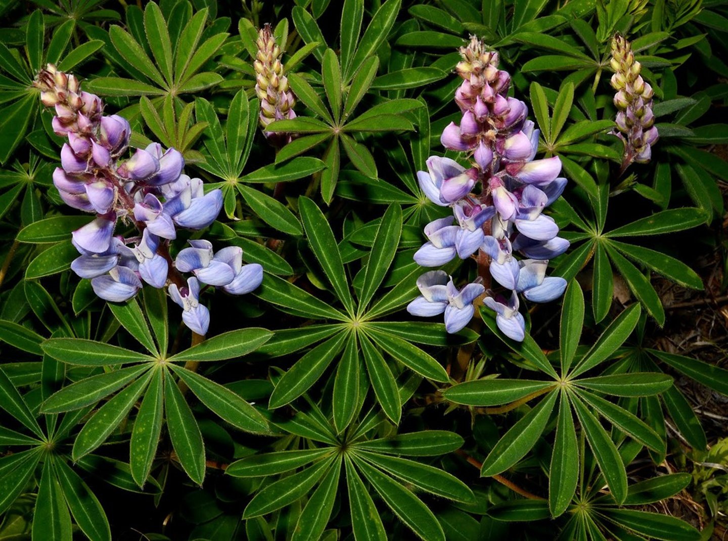 <p>Lupinus perennis</p>