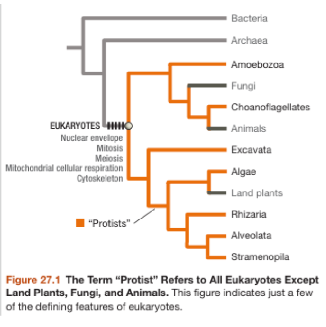 <p><span style="background-color: transparent;">What are “Protists”?</span></p><ul><li><p><span style="background-color: transparent;">A unique group of organisms because of the way it is classified</span></p><ul><li><p><span style="background-color: transparent;">Has a common ancestor but not all of its descendants are protists → it is <strong>__________</strong></span></p></li><li><p><span style="background-color: transparent;">General group of organisms, doesn’t have <strong>__________ __________ </strong>to unify the entire group of organisms</span></p></li><li><p><span style="background-color: transparent;">No defining <strong>__________ </strong>unique to the protists</span></p></li></ul></li><li><p><span style="background-color: transparent;">The idea of protists is useful in discussing early evolution of <strong>__________</strong></span></p><ul><li><p><span style="background-color: transparent;">More about practical convenience</span></p></li></ul></li></ul><p></p>