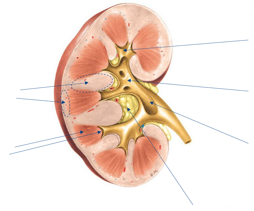 <p>Label the following diagram of the <strong>internal anatomy</strong> of the kidney</p>