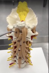 <p>Name the muscle</p>