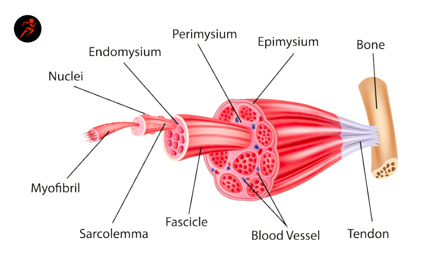 <p><span>Muscle fiber</span></p>