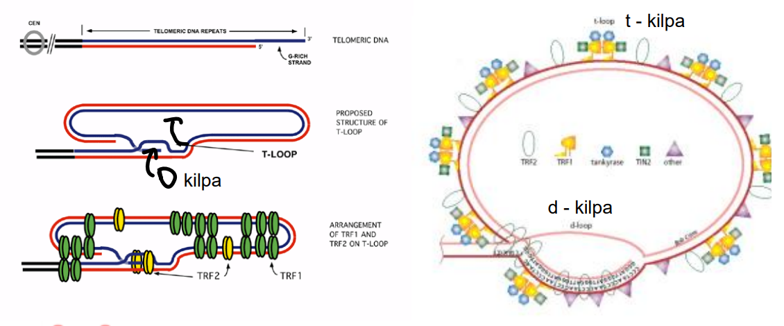 <p>Telomerų sekos chromosomų galuose užsibaigia T kilpa. Toje T kilpoje, viengrandininis chromosomos DNR galas dar suformuoja vadinamąją D kilpą. Telomerų Dnr sąveikauja su įvairiais baltymais, kurie labai svarbūs telomerų funkcijoms.</p>