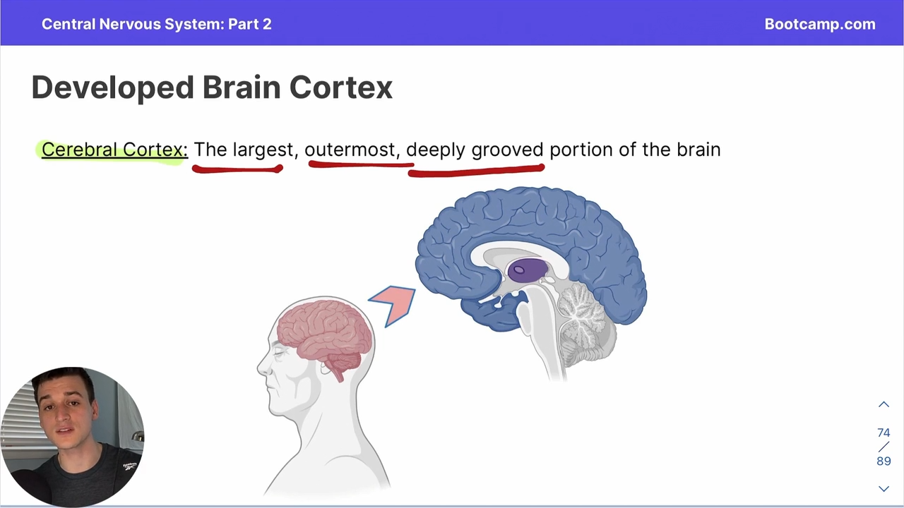<p>The largest, outermost, deeply grooved portion of the brain</p>