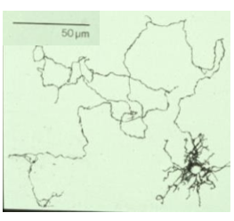 <p>No. Horizontal cell receptive fields are much larger than their dendritic arborization.<br>They extend far beyond the region of direct photoreceptor contact.</p>