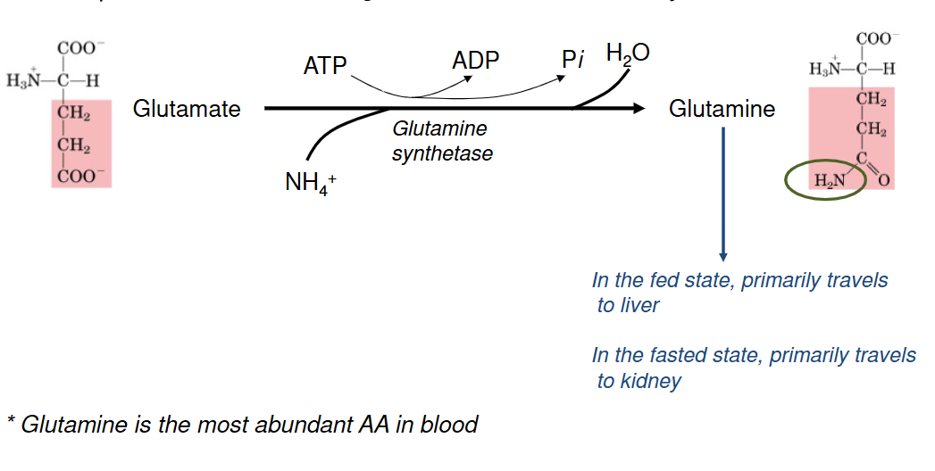 <p>Glutamate → Glutamine </p><ul><li><p>Done by <em>Glutamine synthetase </em></p></li></ul><p>Fed: NH<sub>4</sub><sup>+ </sup>travels to liver in </p><p>Fasted: NH<sub>4</sub><sup>+ </sup> travels to kidney</p>