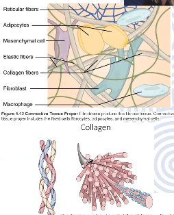 <p>Complex network of macromolecules that surrounds and supports cells in tissues and organs, non cellular component providing structural and biochemical support to cells</p>
