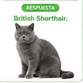 <ul><li><p><span>Aspecto </span><strong>compacto y musculoso</strong><span>. </span></p></li></ul><ul><li><p><span>Apariencia más “chonky” que un gato mediano</span></p></li></ul><p></p>
