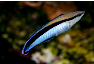 <p>Labroides dimidiatus </p>