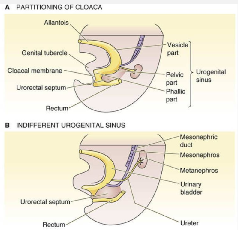 <ul><li><p>separates to form urogenital sinus and rectum</p></li><li><p>around week 4→ both males and females have the same formation in the urogenital sinus</p></li></ul><p></p>