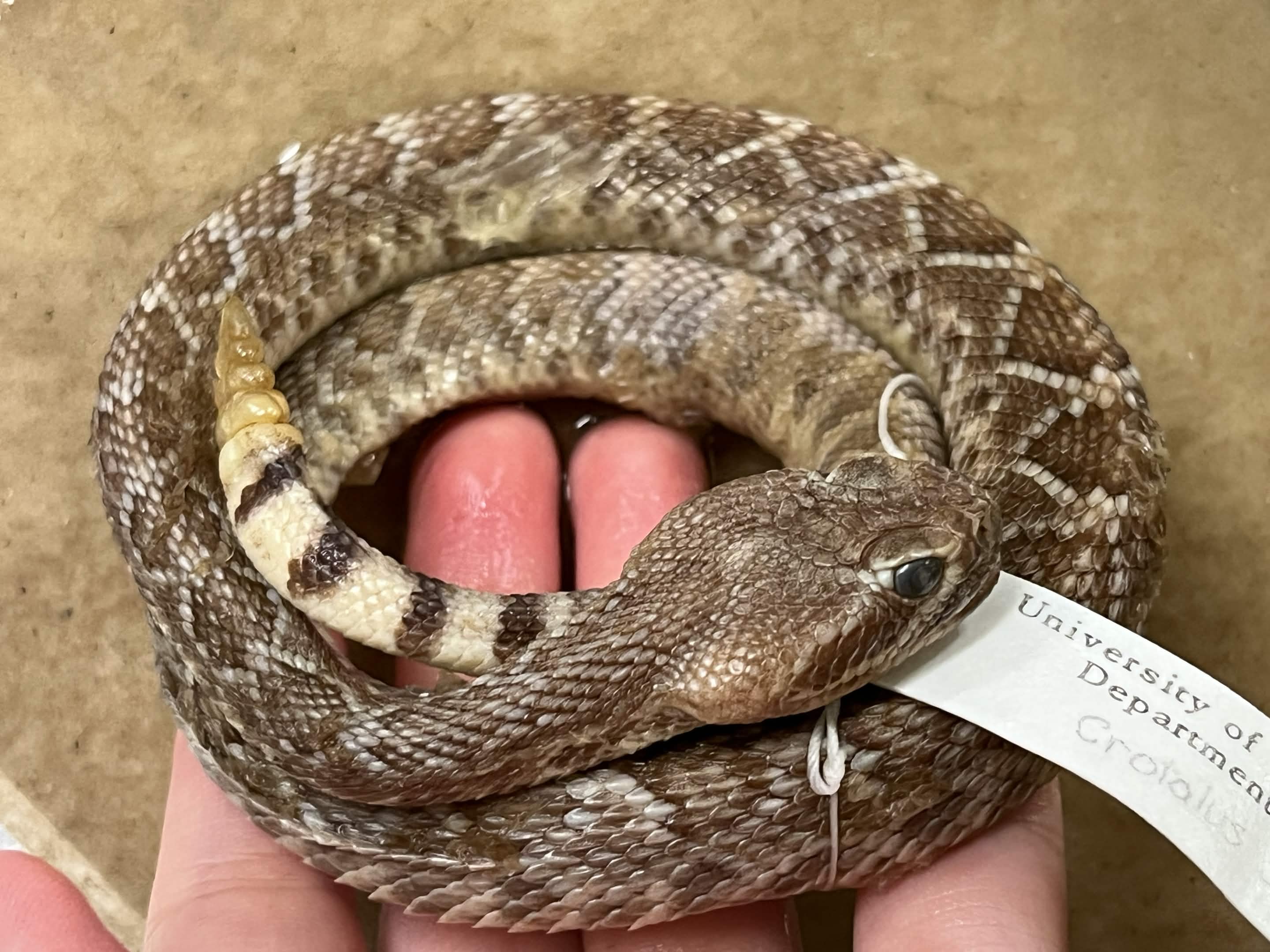 <p>Infraorder + Superfamily + Family + Subfamily + Scientific name?<br>- large eyelid scale<br>- eyestripe longer<br>- dark band thinner than white (tail)<br>- less head scales</p>