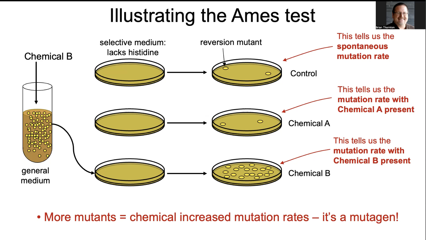 <p>AMES test illustrated</p>