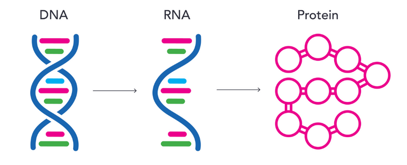 <p>Strucutre, </p><p>DNA , RNA?</p>