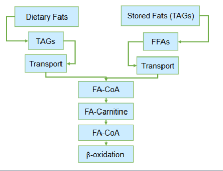 <p>At its core Lipid Metabolism is divided into two fundamentally different physiological contexts—</p><p>What are they?</p>