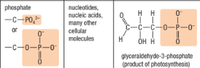 <p>Phosphate can be represented in 2 ways: (POâ‚„-2) or P and 3 single bonds of O and 1 double bonded O attached to the same P)</p><p>Major Classes of Molecules: Nucleic Acids or Nucleotides</p>