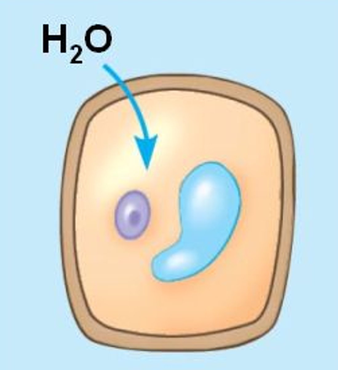 <p>Refers to cells or tissues that are swollen from water uptake.</p>