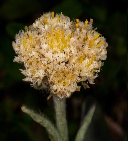 <p><span style="font-family: "Open Sans"; font-size: large;"><strong><em>Antennaria lanat - W</em>oolly Pussytoes</strong></span></p>