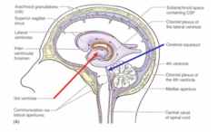 <p>1</p><p>Narrow, located between the thalamius of each side</p><p>Communicates with the fourth ventricle by the cerebral aqueduct of Sylvius (which is</p><p>located in the midbrain)</p>