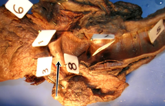 knowt flashcard image