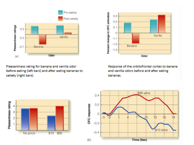 <p>flavor is influenced by <strong><u>food intake &amp; expectation</u></strong></p><p>__</p><p>(top) <u>for food intake</u> <span style="color: rgb(186, 181, 181);">→ influence pleasantness rating &amp; amount of OFC activation</span></p><ul><li><p>satiety influences <u>how </u><strong><u>pleasant </u></strong><u>a food-related odor is</u> &amp; the <strong><u>brain’s response</u></strong><u> to the odor</u> (aka <u>amount of OFC activation)</u></p></li></ul><p>__</p><p>(bottom) <u>for expectation </u><span style="color: rgb(186, 181, 181);">→ influence pleasantness rating &amp; amount of OFC activation</span></p><ul><li><p>ex: the higher <span style="background-color: transparent;">the price on the wine label, the <strong><u>more pleasant the rating wave</u></strong> AND the <strong><u>more OFC activation there is</u></strong></span></p></li></ul><p></p>