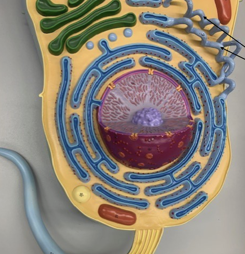 <p>What Organelle is this ?</p>