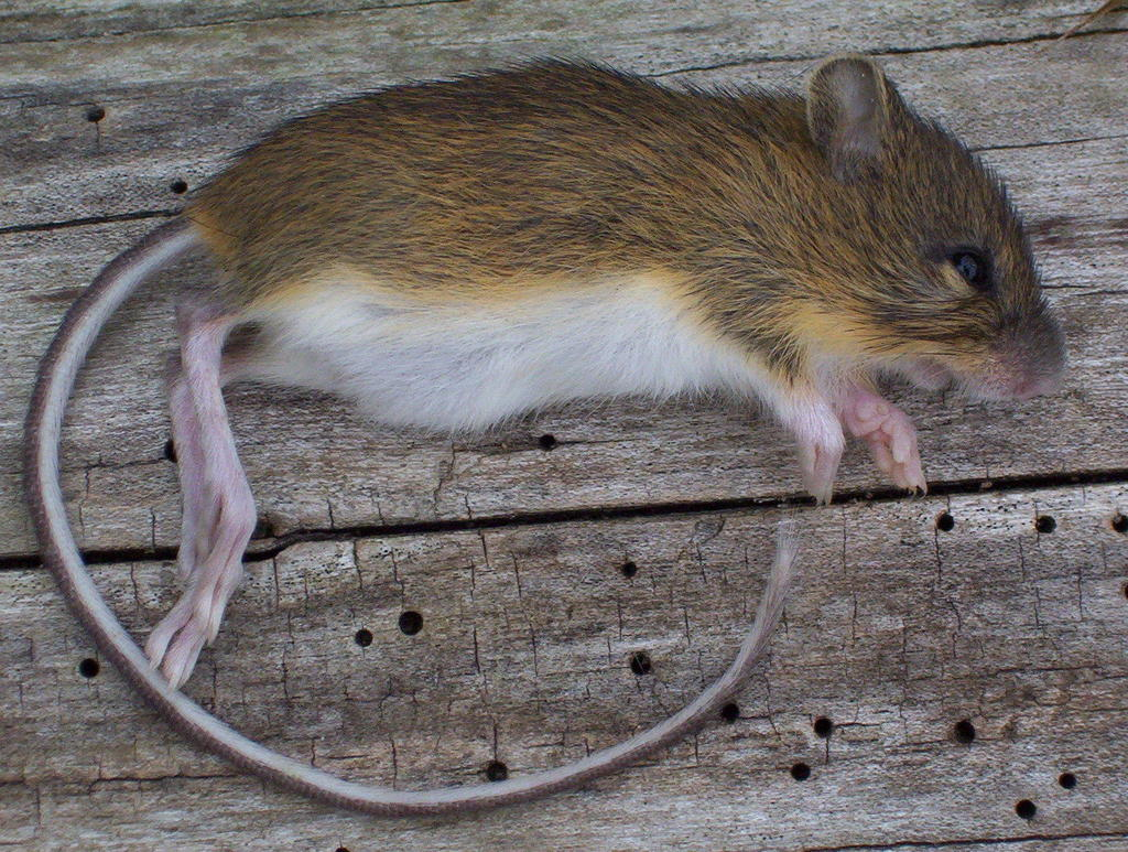 <p>what species is this</p>