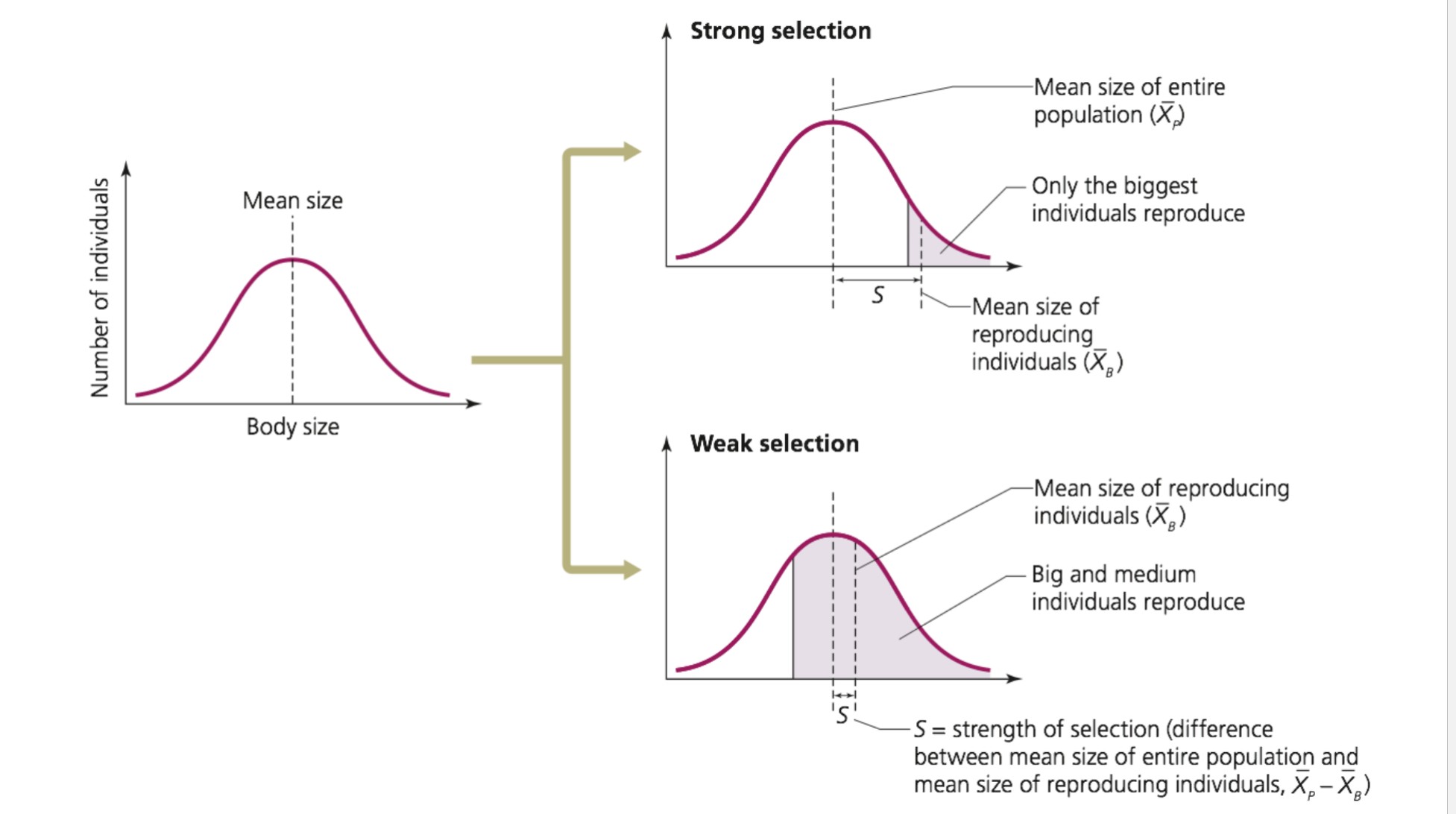 <p>S = the difference in means of reproducing population and total population</p><p>S = mean(repro) - mean(pop)</p>
