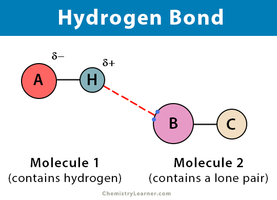 <ul><li><p>hydrogen bonds </p></li><li><p>the partially positive part of a molecule/ion (hydrogen is usually the partially positive part) is attracted to the partially negative part of another molecule/ion</p></li></ul><p></p>