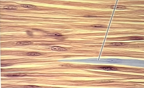 <p>Identify the specific tissue type</p>