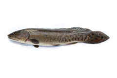 <p>Amia calva</p>
