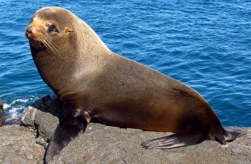 <p>Order Carnivora</p><p>Suborder Pinnipedia</p><p>Family Otariidae</p><p>Subfamily Artocephalinae</p><p><em>Arctocephalus galapagoensis</em></p><p>aka</p><p>fun fact(s)</p><p>IUCN</p>