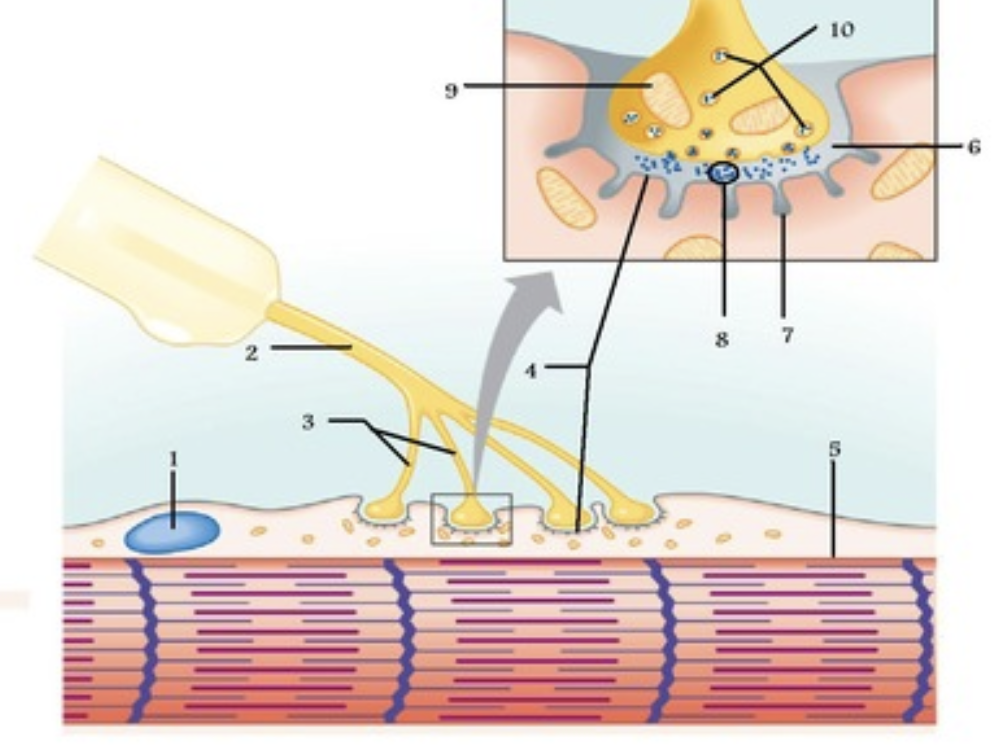 <p>Label 4 on <span style="background-color: transparent;">neuro-muscular junction model</span></p>