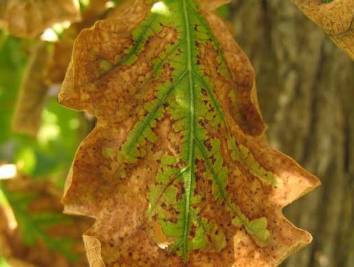 <p>sudden browning and necrosis of large, indefinite areas on a leaf, stem, fruit. Often appears as dead areas along or between veins, and at the margins and tips of leaves. Image: Oak with scorch.</p>
